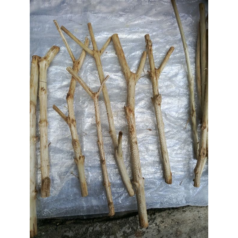 Ranting Kayu Kering per PCS untuk prakarya & kerajinan ll PROPERTY FOTO II KAYU KERINGII PRAKARYA II