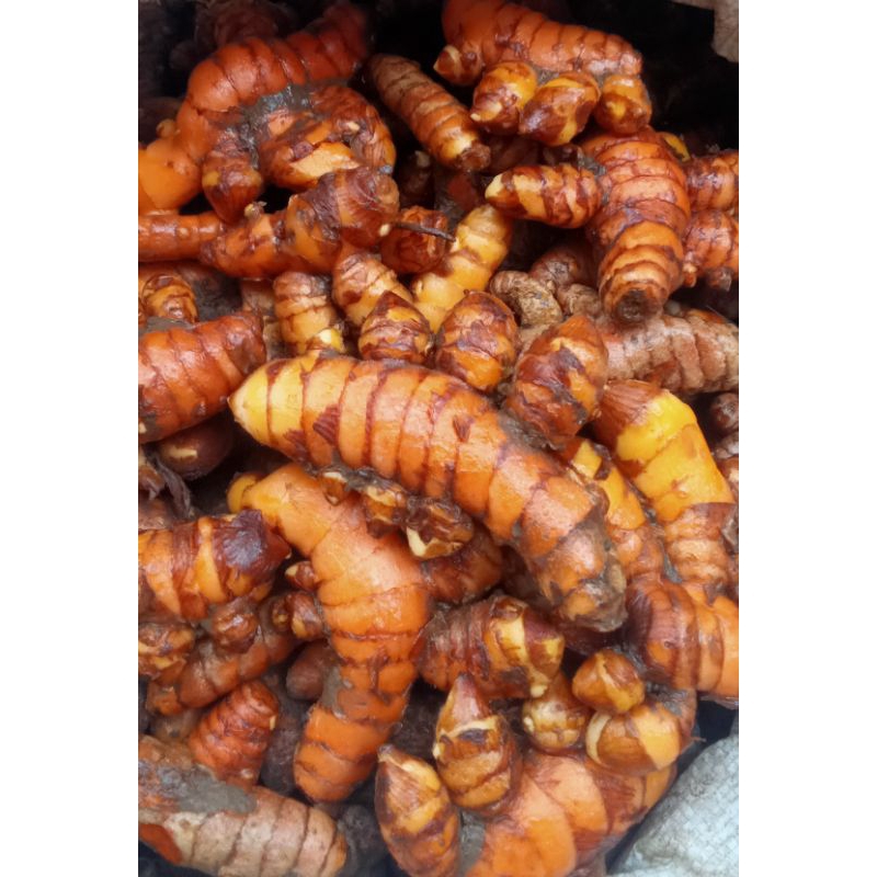 

Kunyit segar kunyit segar