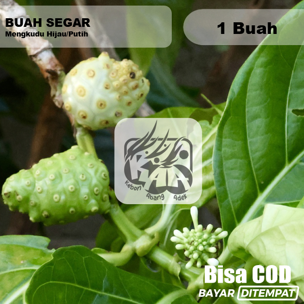 

Buah Mengkudu 1 pcs petik dadakan