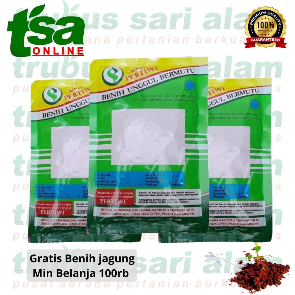 

Jagung Pertiwi 3 benih jagung hibrida F1 benih jagung unggul