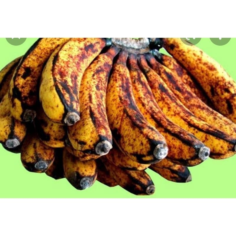 

pisang raja cere 1 sisir