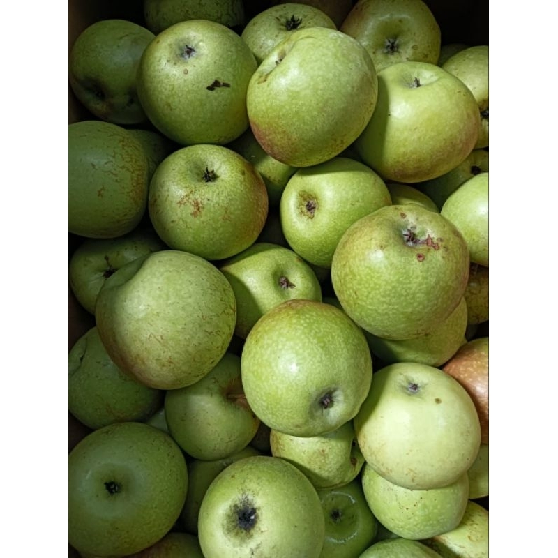 Apel manalagi besar 1kg/isi 7-9 buah/fresh apel malang