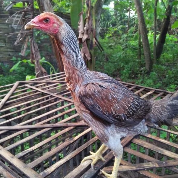 Telur Ayam Fertil Telur Tetas Ayam Aduan KoyBull Cros Mangon