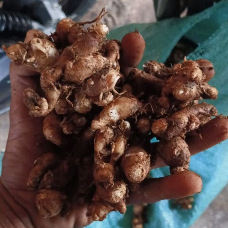 

(1 kg) Kencur tua segar cocok untuk bumbu / empon-empon
