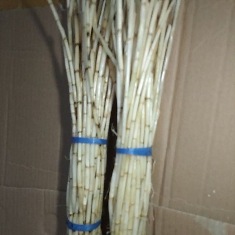 

Akar ALANG ILALANG HERBAL Rempah segar