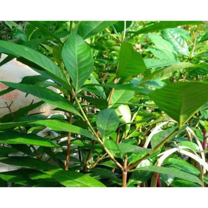 

herbal daun salam segar fres 30 gram