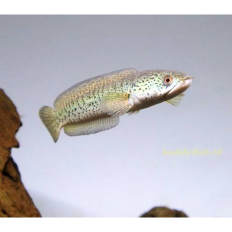 Auranti CB Pulosari Size 5cm - 6cm±