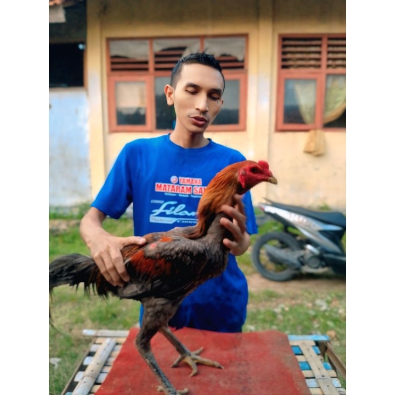 AYAM BANGKOK BK KLASIK