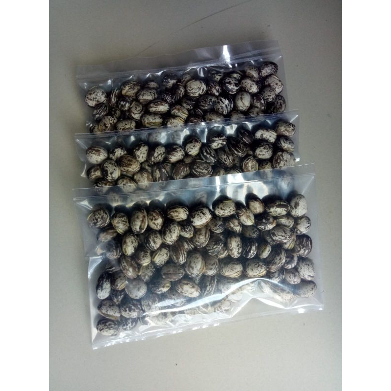 

Biji koro benguk 100 gram biji benguk blirik mucuna pruriens