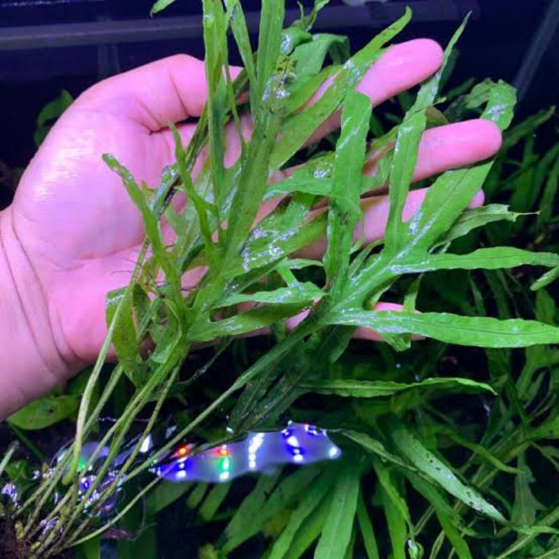 TANAMAN HIAS AQUASCAPE KADAKA TRIDENT