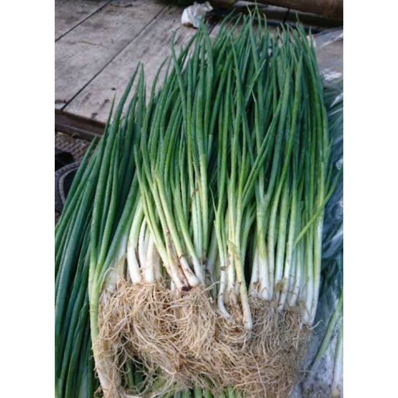 25 butir biji benih daun bawang kecil/daun bawang prei