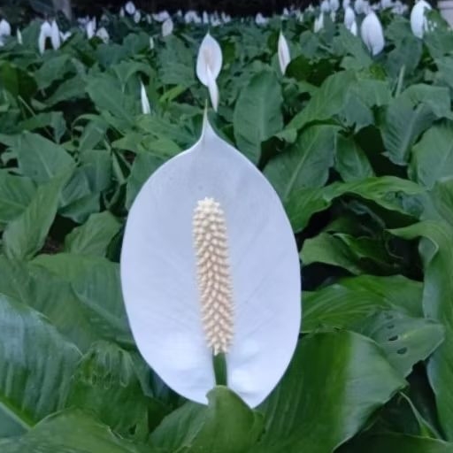 Tanaman Hias Bunga Peace Lily Bangkok Sudah Berbunga