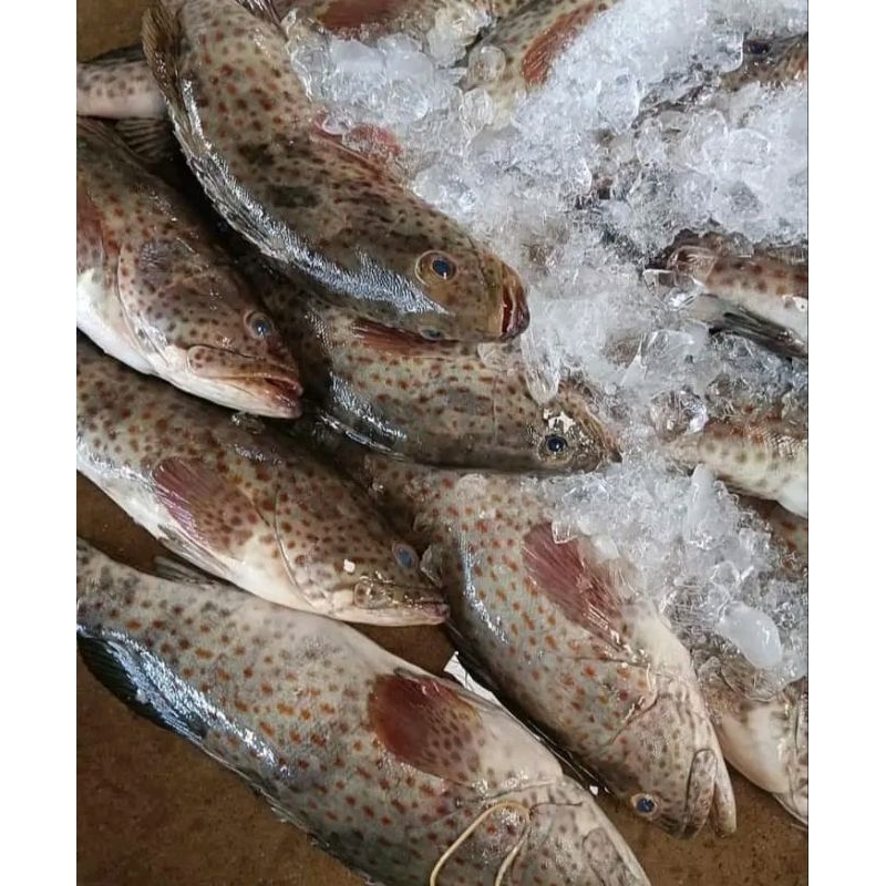 

Ikan kerapu balong Ikan kerapu segar 1kg