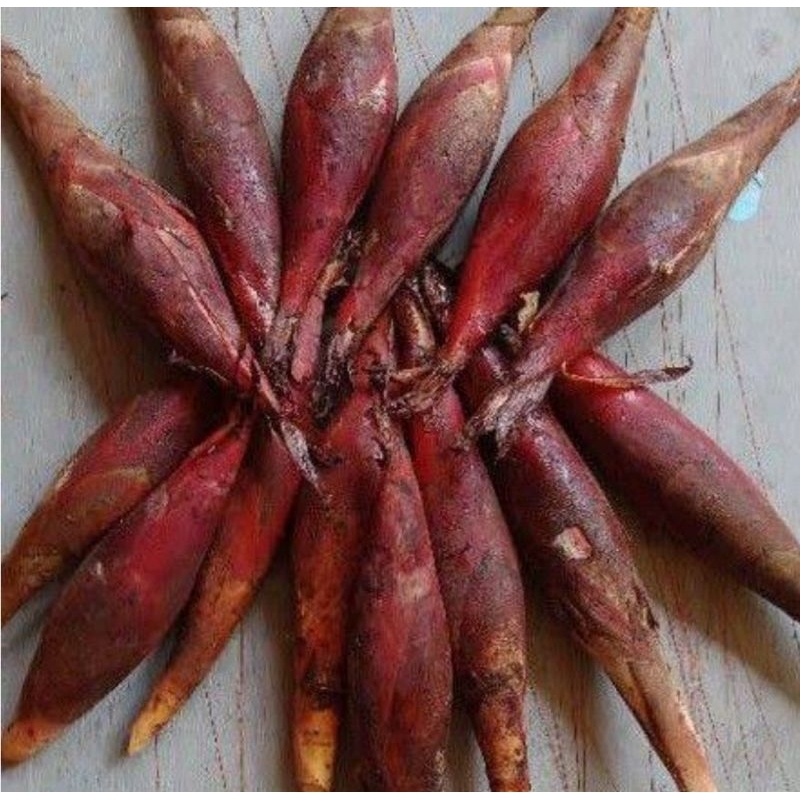

Buah pining hutan langka murah 500gram