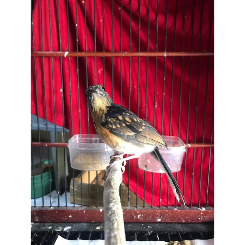 Burung Murai Trotol Jantan Trahan Prestasi