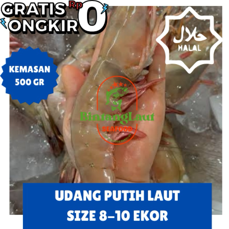 

UDANG WHITE LAUT JUMBO ISI 8-10 PER KG / UDANG LAUT