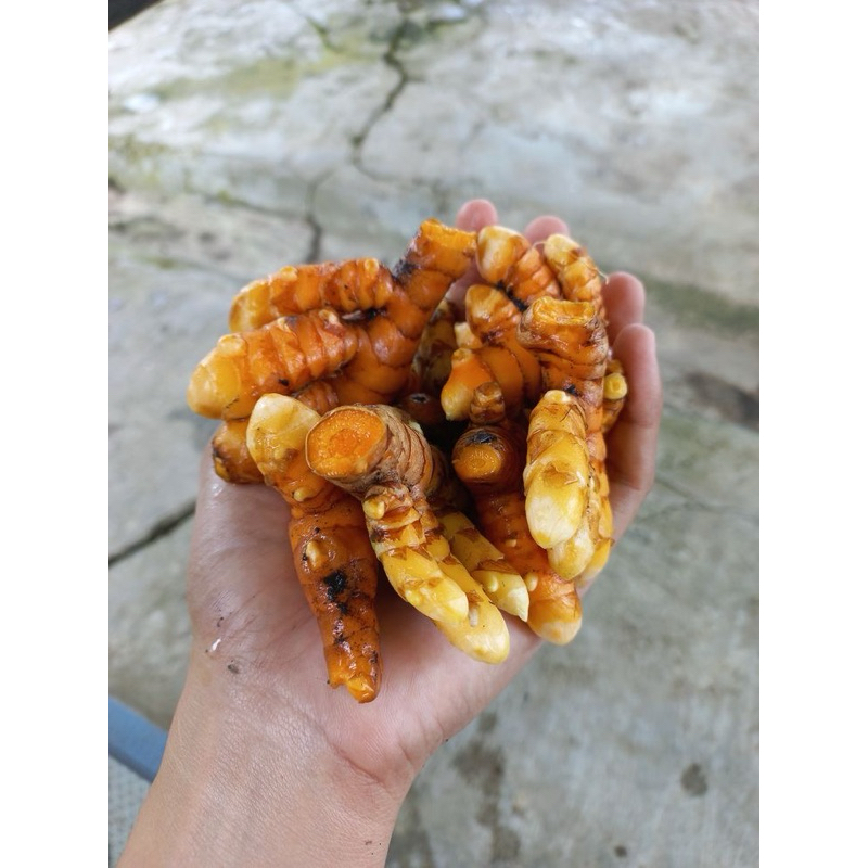 

kunyit kunir segar alami 250gr 500gr 1kg bisa cod