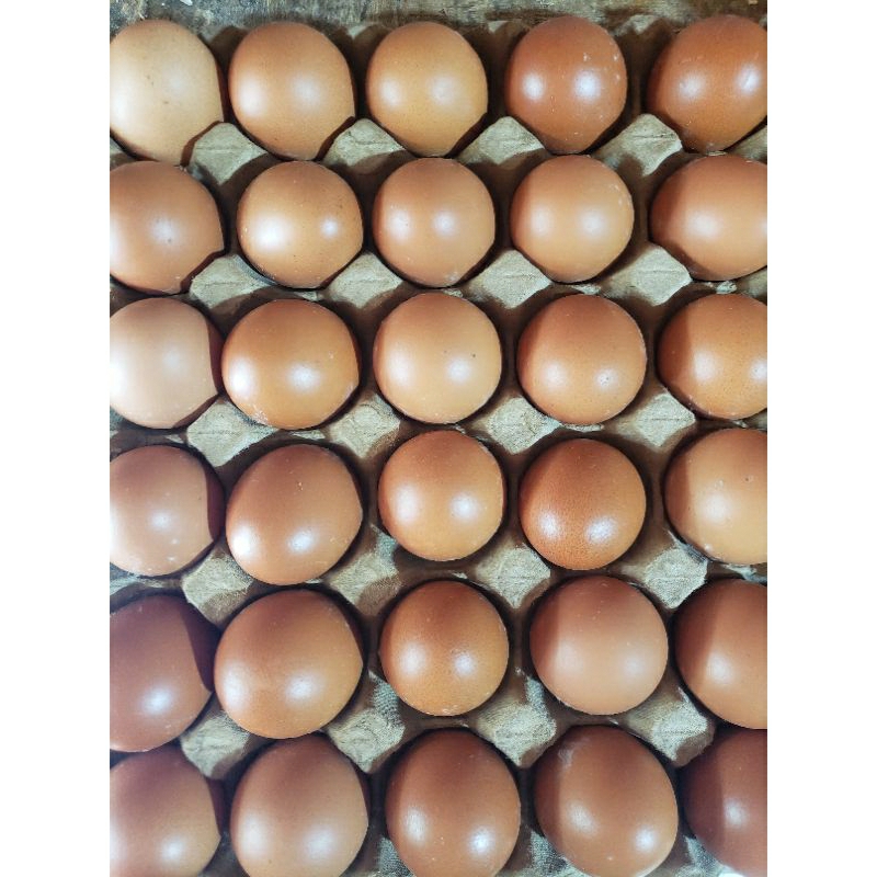 

Telur super isi 20-23 butir perkilo, fresh cangkang merah langsung dari ternak