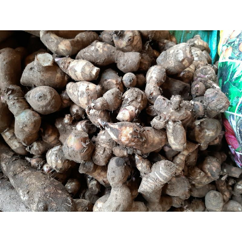 

makanan tradisional umbi gayong segar satu kg