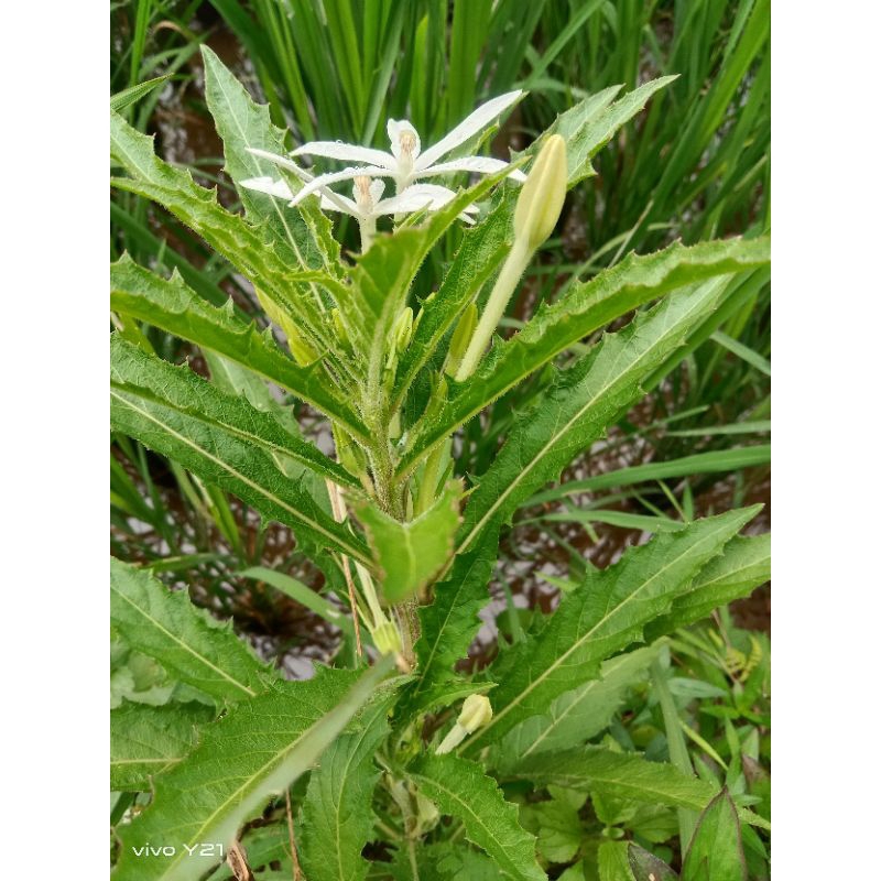 

daun kitolod 250/gran