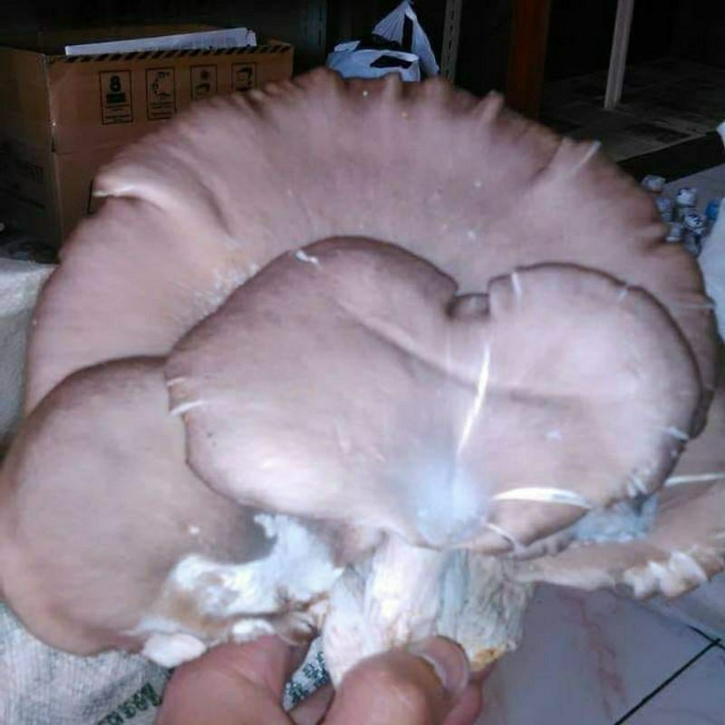 Bibit Beglog Jamur tiram hitam dan putih