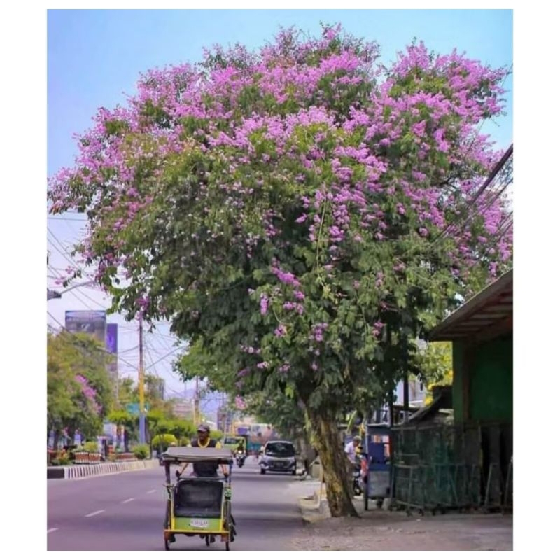 bibit bunga tabebuya pink 1meter