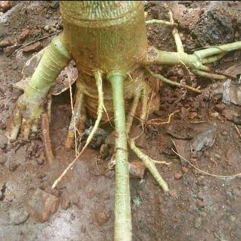 

500 g Akar pohon pepaya kates jantan gandul