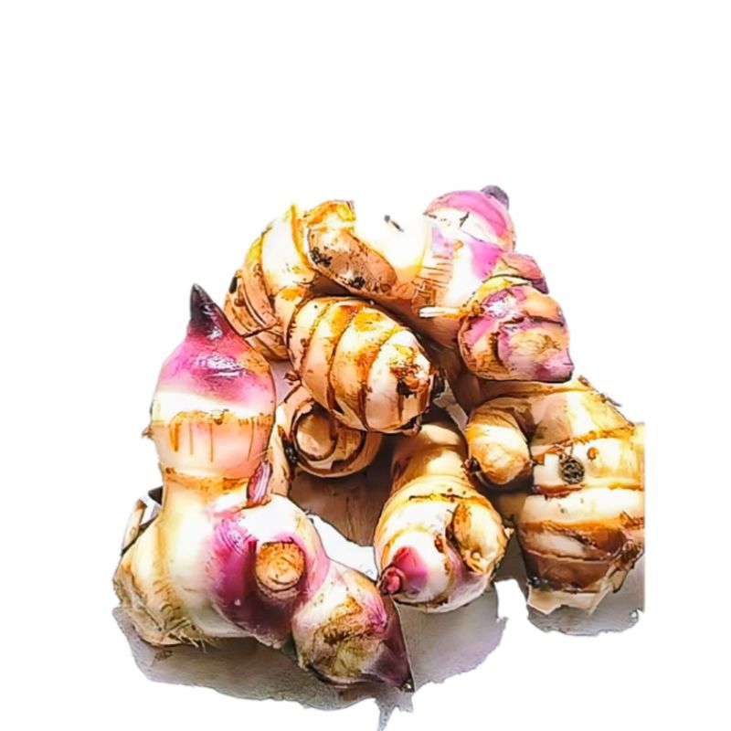 

NOB Ubi Ganyong Merah Fres Segar 1kg