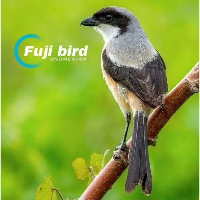 BURUNG PENTET CENTET JATIM BAHAN PILIHAN