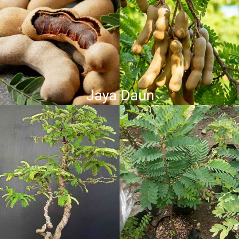 (beli 5 gratis 1)Bibit tanaman Asem Jawa buat bumbu masak//bahan bonsai