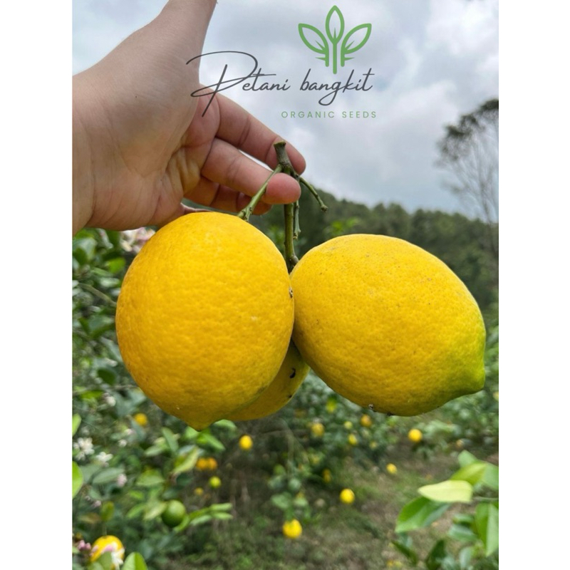 

1kg jeruk lemon california kuning JUMBO 100% fresh