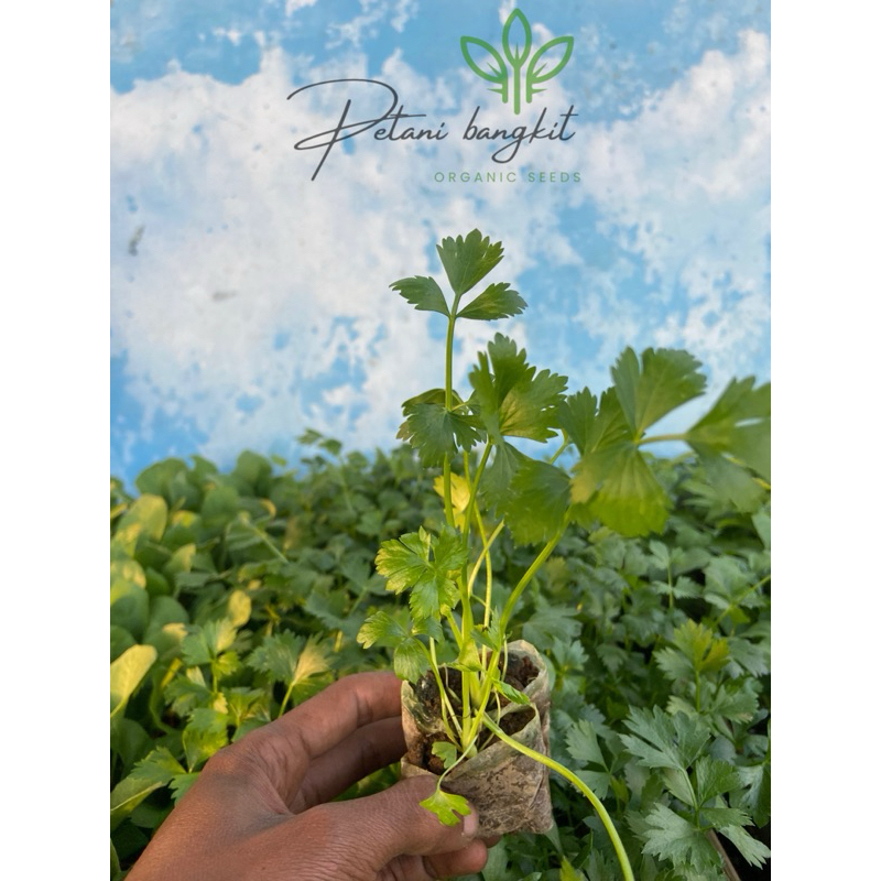 

paket 20 bibit seledri segar siap tanam