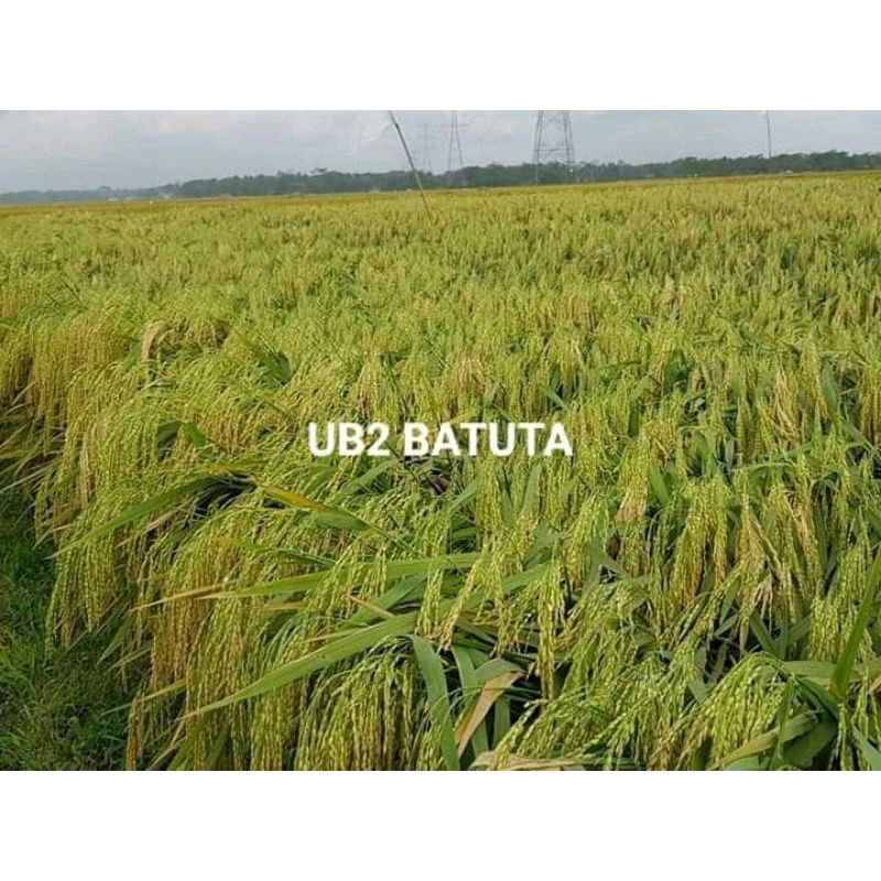 BENIH PADI UNGGUL UB2 BATUTA KEMASAN 5kg