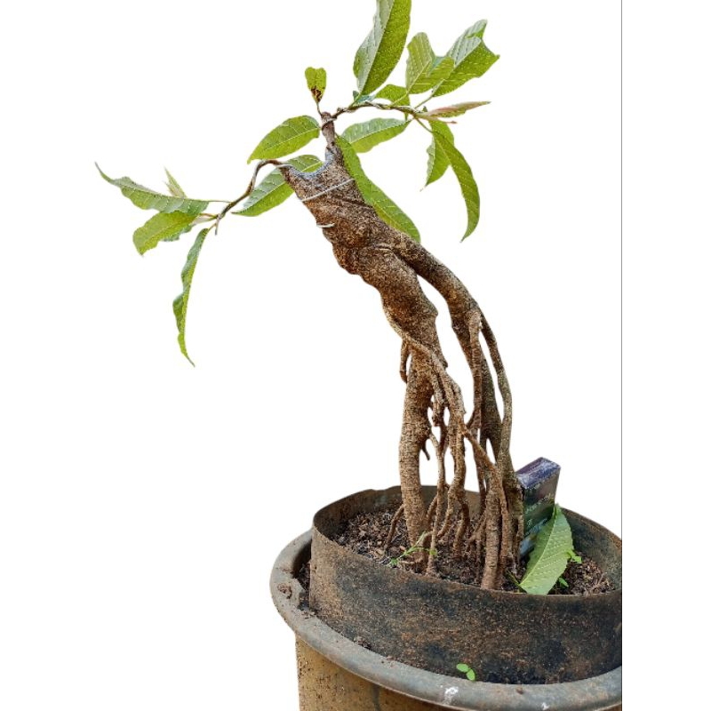 bonsai bunut niagari