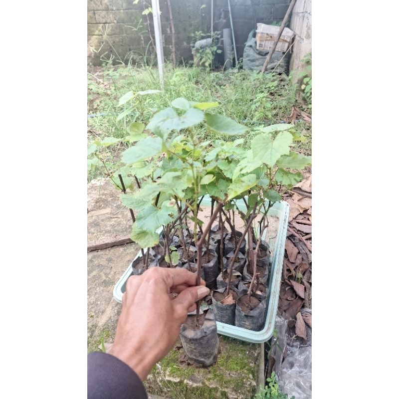 Bibit anggur kober 5bb isi 4bbt