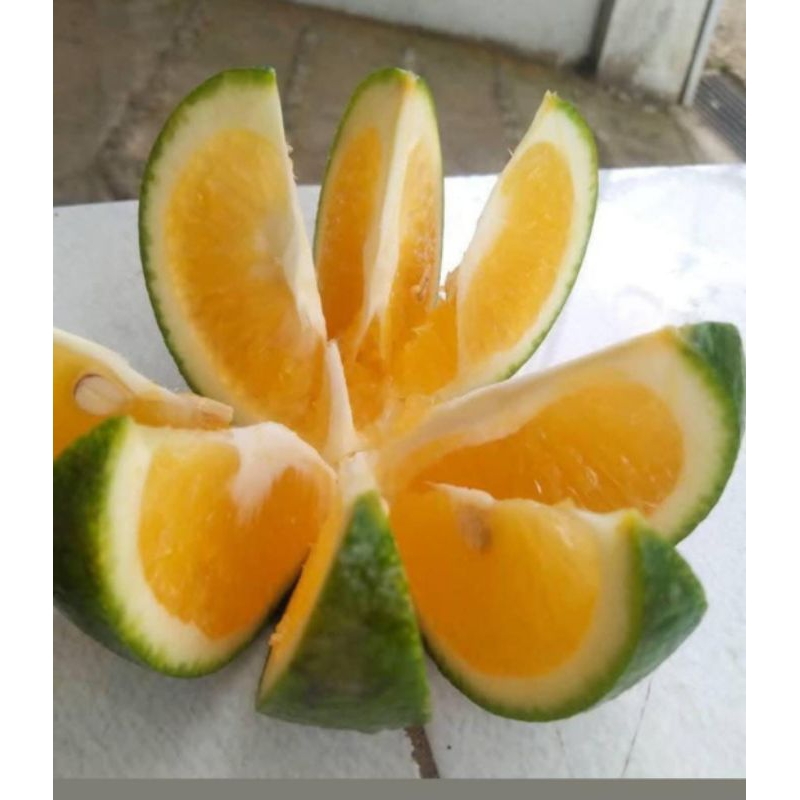 

Jeruk Baby Java Malang -+1kg