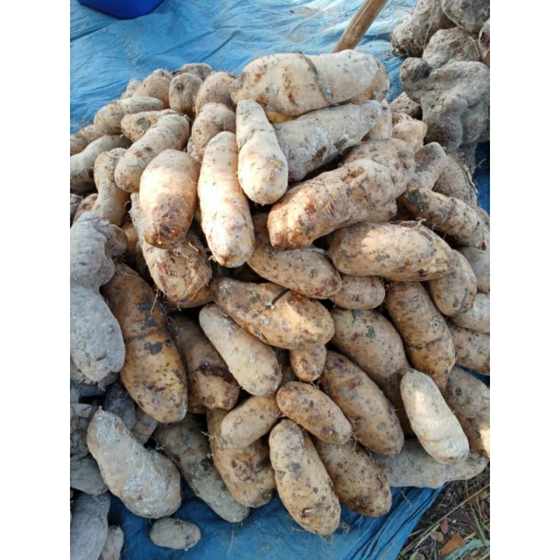 

polo Pendem ubi gembili segar satu kg