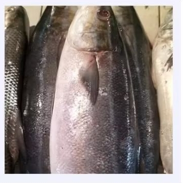 Ikan salmon lokal  per 1ekor