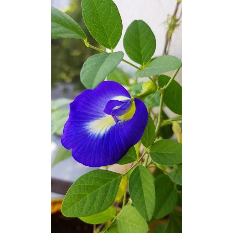 

Bunga Telang organik