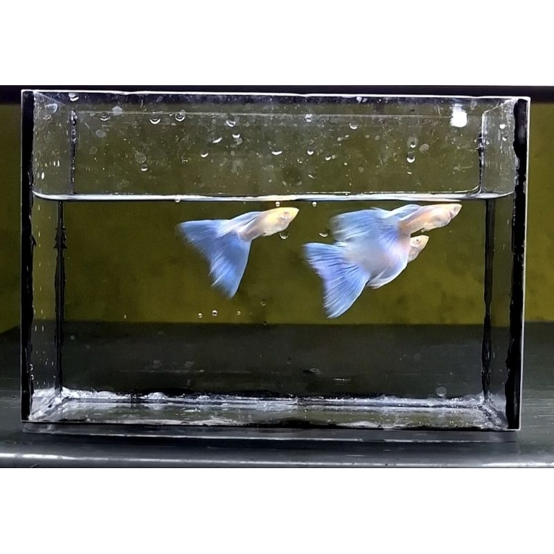 stiker guppy albino sky blue dewasa