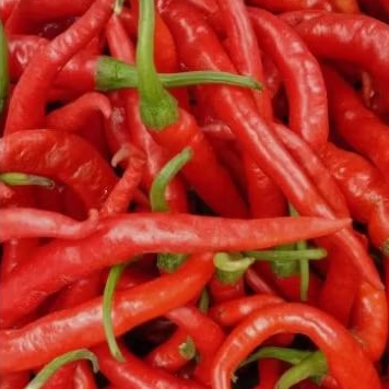 

Cabe / Cabai Merah Keriting