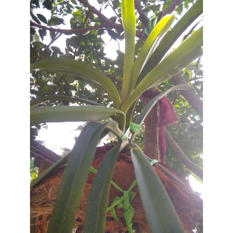 bibit anggrek ekor tupai siap berbunga