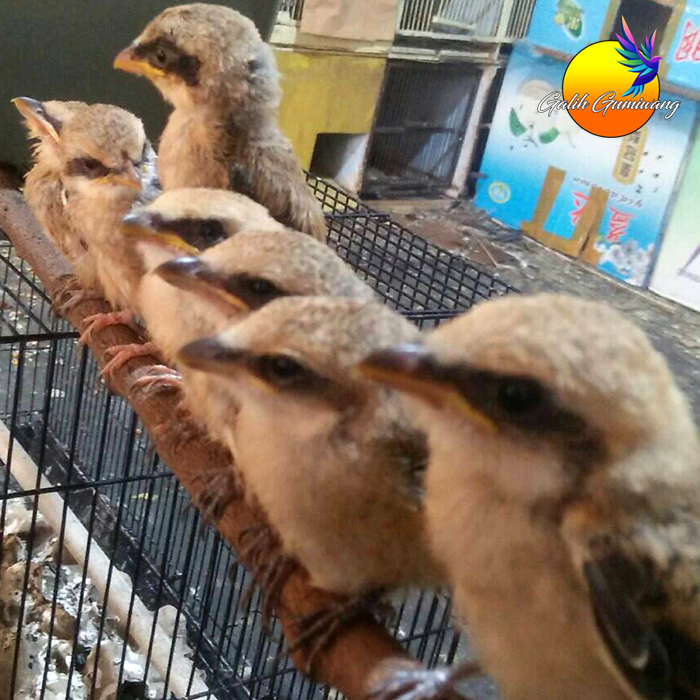 Burung Pentet Cendet Lolohan Jantan