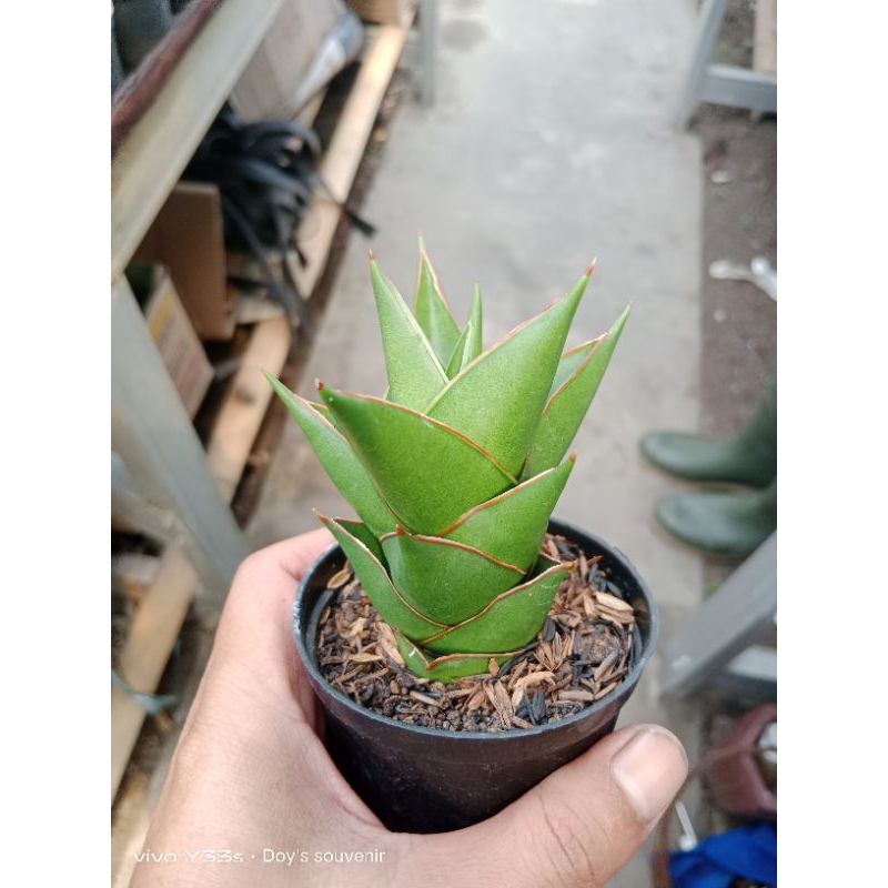 sansevieria hybrid tower