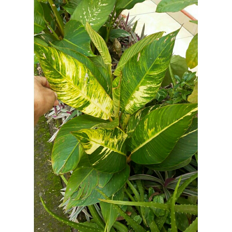 Heliconia Indica Bangkok Striata Yellow Variegata/Pisang-Pisangan