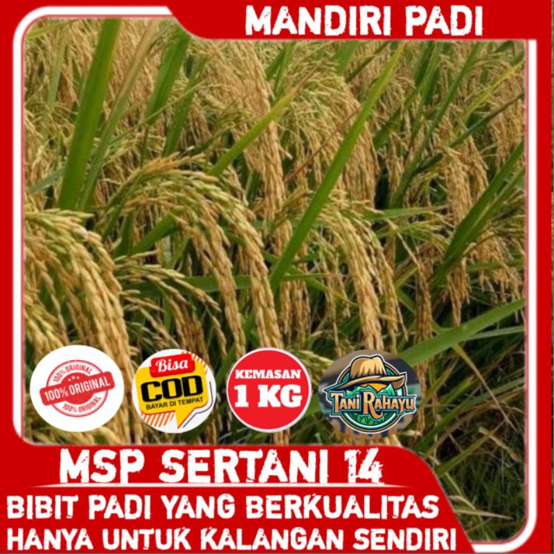 BENIH BIBIT PADI UNGGUL MSP SERTANI 14 SUPER BERKUALITAS KEMASAN 1KG