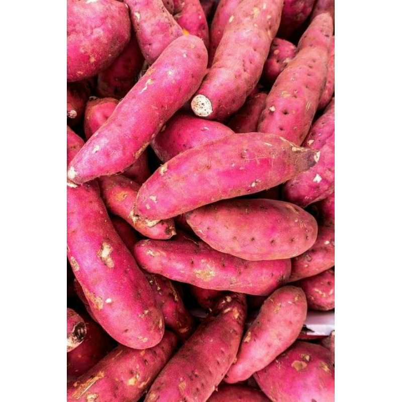 

Ubi Merah Segar Premium 1kg - Manis & Bergizi | Cocok untuk Kukus, Rebus, Goreng