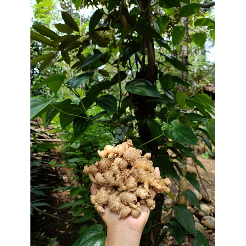 

JAHE / ZINGIBER OFFICINALE