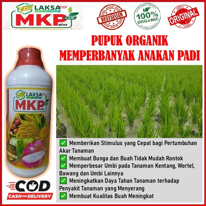 PUPUK ORGANIK MEMPERBANYAK ANAKAN PADI HASIL PANEN MENINGKAT - MKP Cair Plus LAKSA GROW pupuk organi