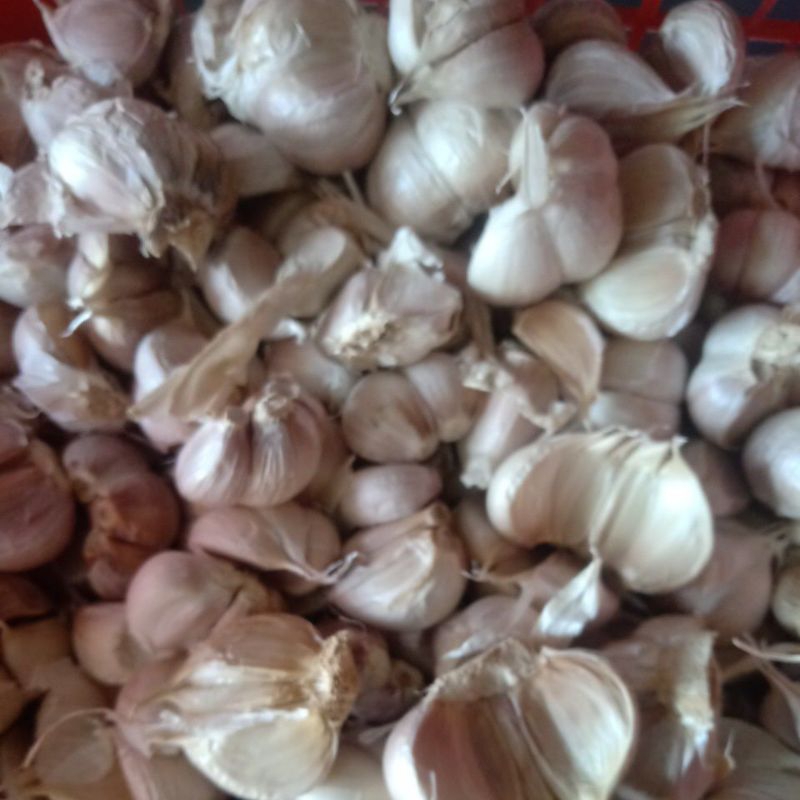 

Bawang kating 1kg